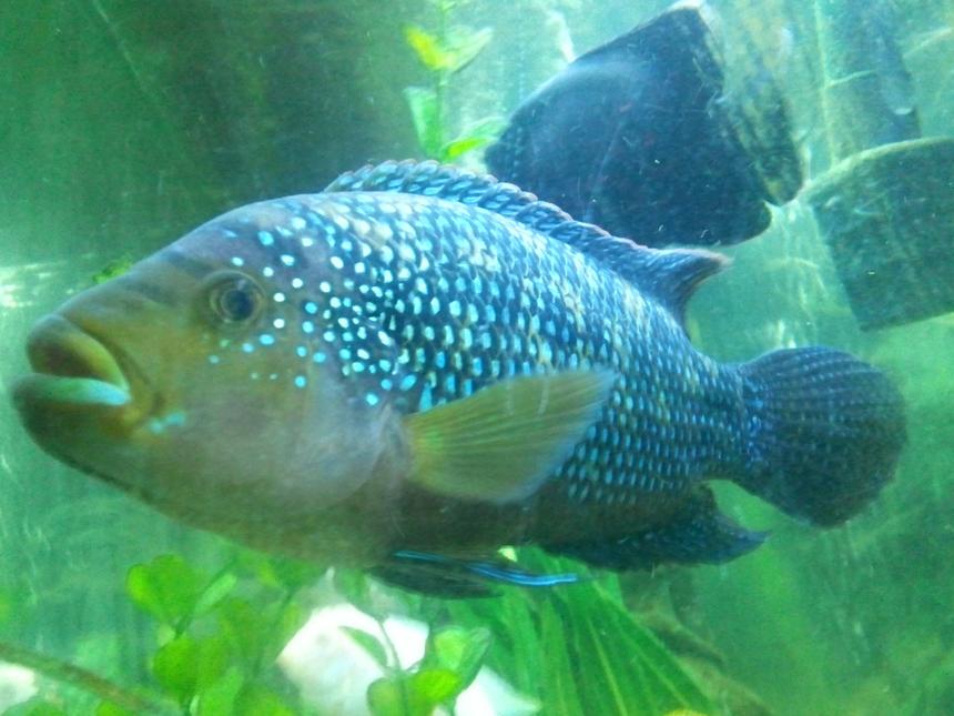 Rated #24: Freshwater Fish - Nandopsis Octofasciatum - Jack Dempsey Stocking In 55 Gallons Tank - Jack dimsey,Mostly mellow untill you get on his tail,But all and all beautiful chiclid,Also flickers in certain light...