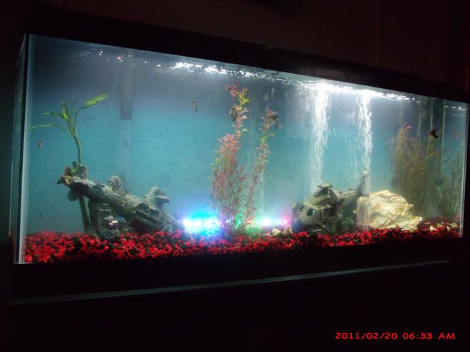 50 gallons freshwater fish tank (mostly fish and non-living decorations)