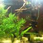 20 gallons planted tank (mostly live plants and fish) - 2 months 3 Albino Corys, w/ frys-born 7/10/12 and 2 survivors 2 Guppies, 3 Red Cherry Shrimps 8 Rasboras Added tree on 1 AUG