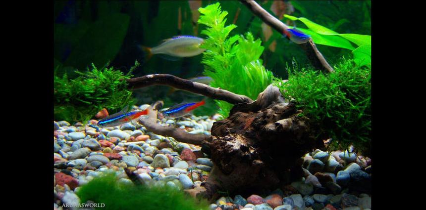 Rated #67: Freshwater Fish - Paracheirodon Innesi - Neon Tetra Jumbo Stocking In 7 Gallons Tank - My Neon Tetras