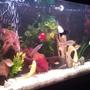 55 gallons freshwater fish tank (mostly fish and non-living decorations) - My 4ft tropical tank