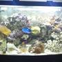 72 gallons reef tank (mostly live coral and fish) - 100 days old