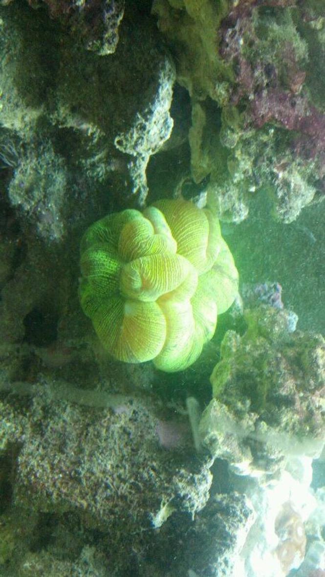 corals inverts - trachyphyllia radiata - wellso folded brain coral stocking in 72 gallons tank - Brain Coral