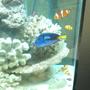 saltwater fish - paracanthurus hepatus - blue tang stocking in 72 gallons tank - Clown Family