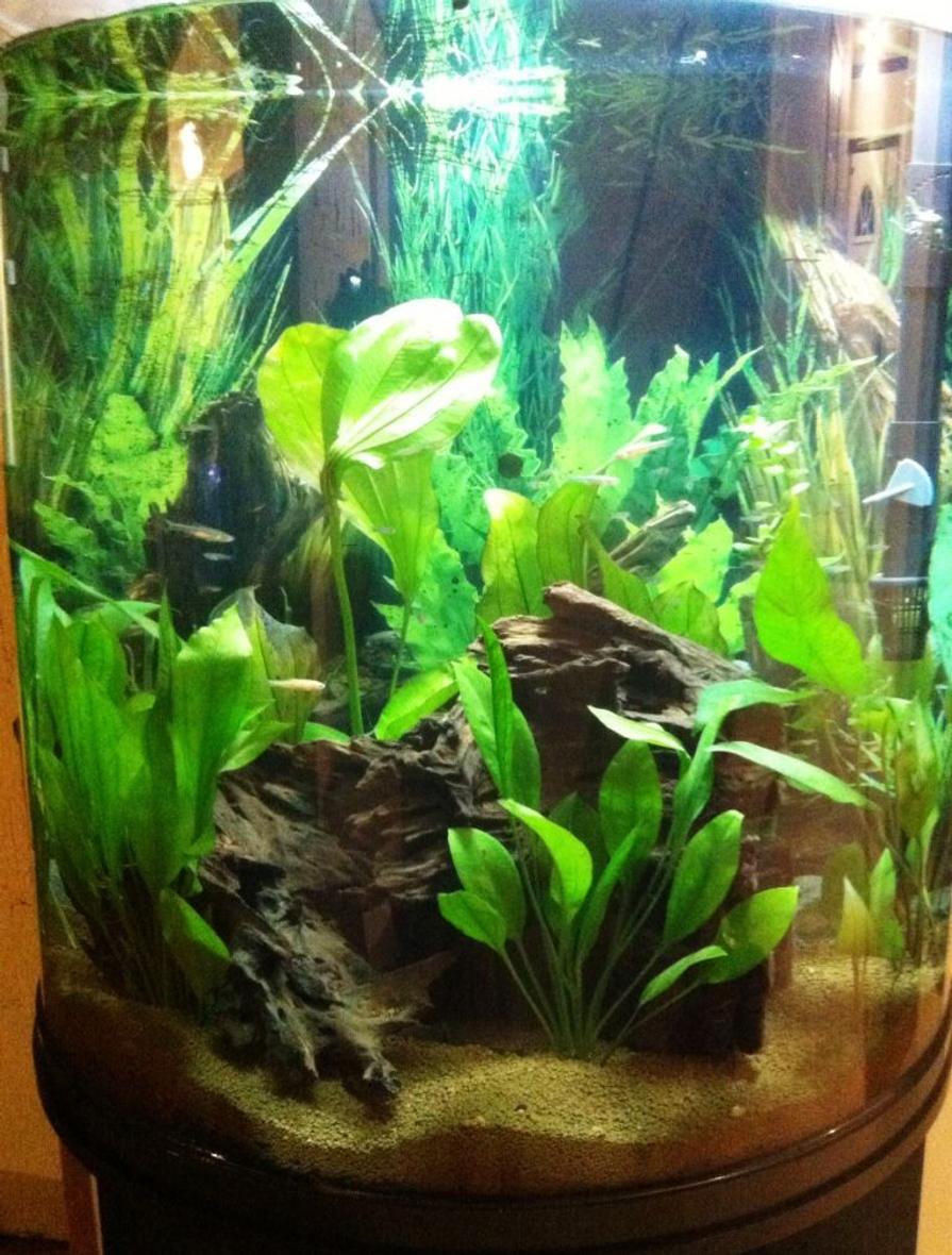 75 gallons planted tank (mostly live plants and fish) - 30 gal Piranha tank