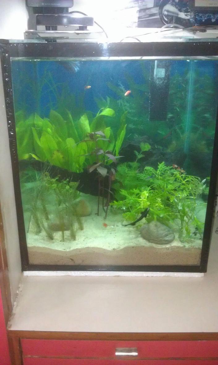 Rated #115: 75 Gallons Planted Tank - Chichlids Community Tank