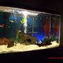30 gallons freshwater fish tank (mostly fish and non-living decorations) - my 2 year old 30 gallon tank