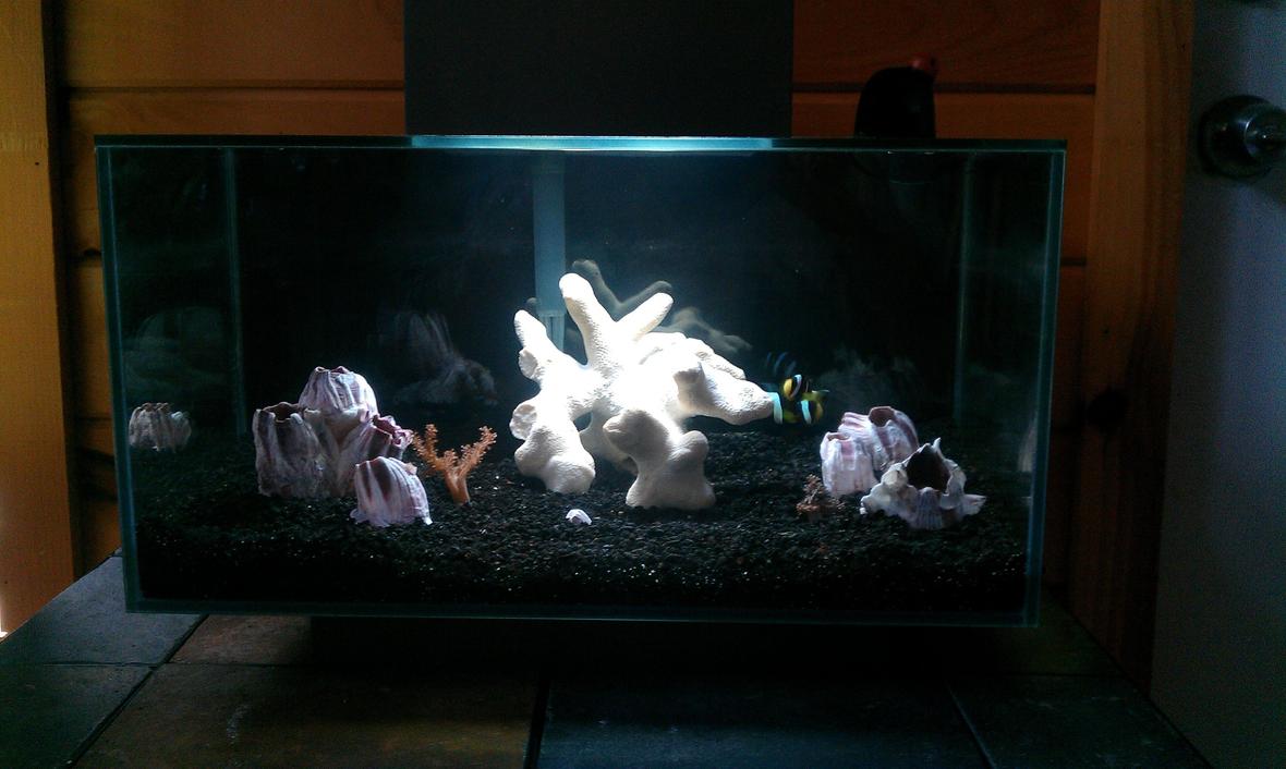 6 gallons saltwater fish tank (mostly fish, little/no live coral) - 6g Salt 2 black sebae clowns 2 kenya trees 1 cleaner shrimp