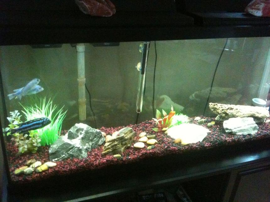Rated #3200: 55 Gallons Freshwater Fish Tank - 55 gal. African Cichlid tank.