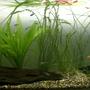 15 gallons planted tank (mostly live plants and fish) - tetra-pack