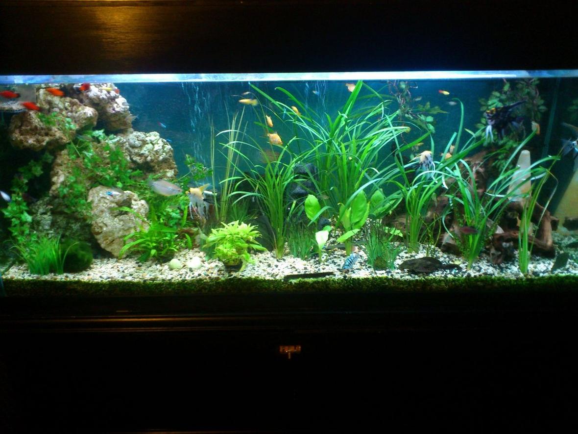 147 gallons planted tank (mostly live plants and fish) - 5ftx2ftx2.5ft tank. Mixed community 5 x Tiger Barbs 4 x Ruby Barbs 3 x Golden Marble Angelfish 1 x Black Marble Angelfish 3 x Neon tetras 9 x Lemon tetras 4 x Mickey Mouse Platys 1 x Neon sunset Platy 4 x White Mickey Mouse Platys 4 x Blue Platys 1 x Red Bottom Blue sapphire Platy 12 x assorted Guppies Pair of Keyhole Cichlids Pair of Pearl Gourami 1 x Female Dwarf Gourami 1 x Male Long Finned Bolivian Ram Cichlid 1 x Salfin Pleco 1 x Bristlenose 2 x Sterbas cory 1 x Banjo cat 1 x Assassin snail 1 x African clawed albino frog Dwarf Anubias Jungle Vallis Straight Vallisneria Wendt's Cryptocoryne Java Fern moss