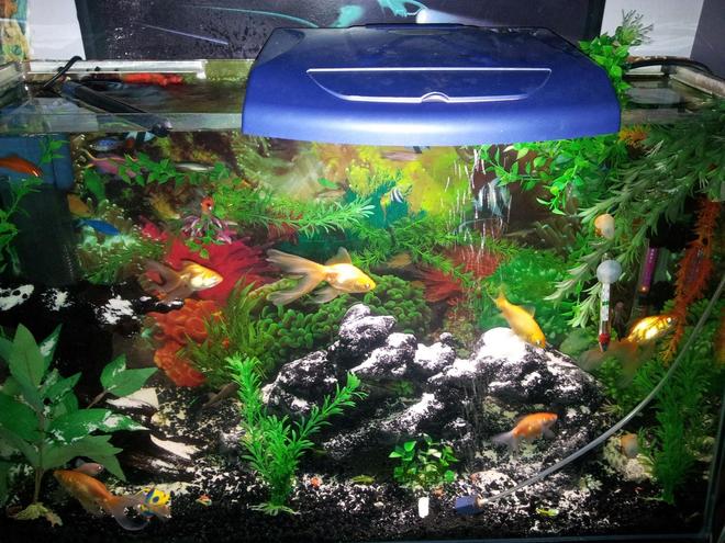 26 gallons freshwater fish tank (mostly fish and non-living decorations) - lol gotta pickup a nice l.e.d
lighting system@moment using old lid
for light lol really bright tho :)