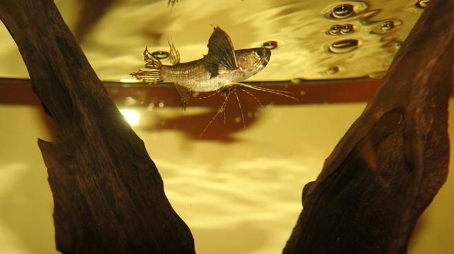 freshwater fish - pantodon buchholzi - african butterflyfish stocking in 60 gallons tank - Here is a picture of my butterfly
fish - very hard to get them off the
top of the tank to photoshoot, but
apparently, at night they move down.
:) Anyways snuck a a few pics...
this one though seemed the better of
them.