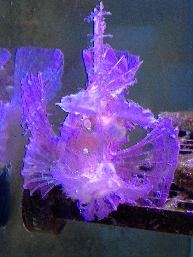 corals inverts stocking in 110 gallons tank - pink rhino taken on iphone 4s camera absolutely no photoshop this is an unaltered pic