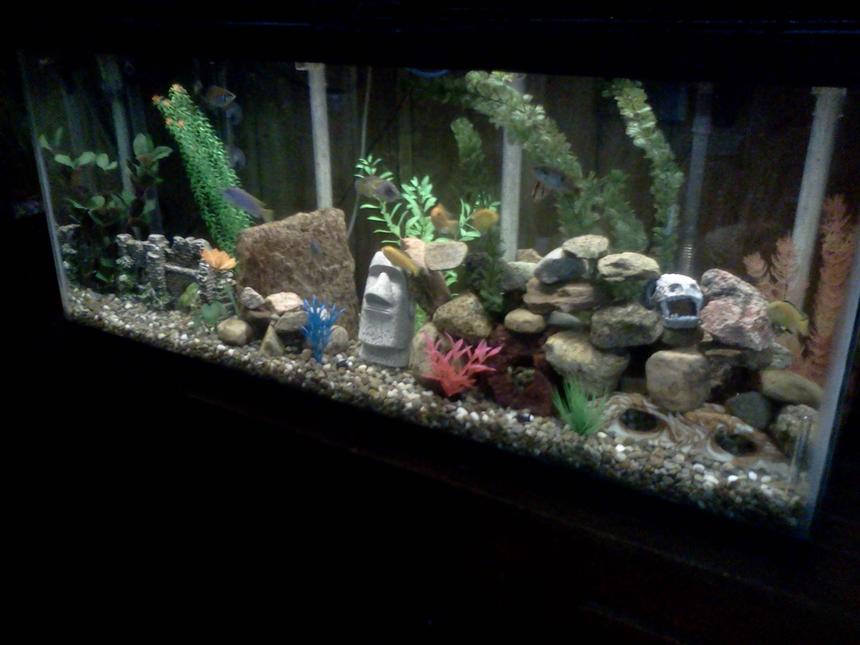 Rated #2191: 55 Gallons Freshwater Fish Tank - African cichlids