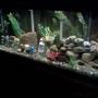 55 gallons freshwater fish tank (mostly fish and non-living decorations) - African cichlids