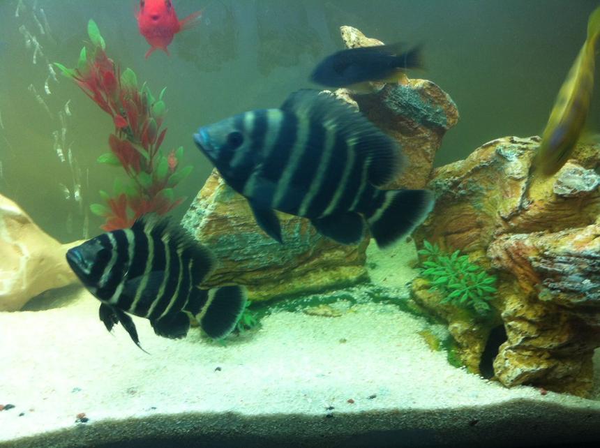 Rated #81: Freshwater Fish - Tilapia Butterkofferi - Buttikoferi Cichlid Stocking In 40 Gallons Tank - My tilapia cichlids