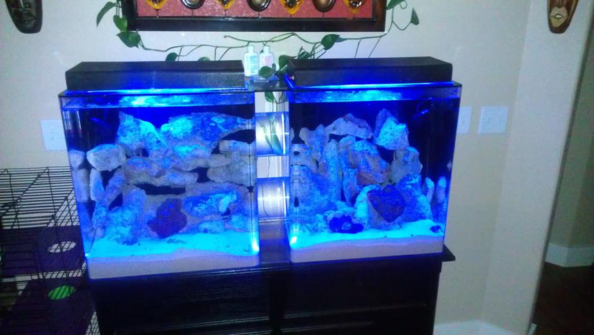 Rated #67: 60 Gallons Reef Tank - Two 30 gal saltwater tanks connected together with two swimming tubes