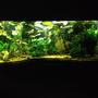 150 gallons planted tank (mostly live plants and fish) - 150 Gallon planted
