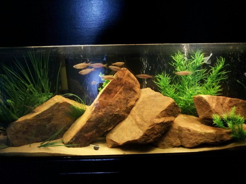 Rated #81: Freshwater Fish Tank - 55 Gallon. Sand, Sandstone, and fake plants. Ten Giant Danios and Four Polka Dot Loaches.