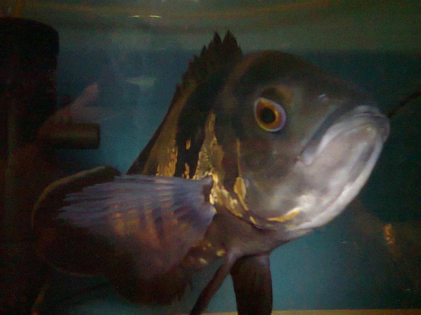 Rated #70: Freshwater Fish - Astronotus Ocellatus - Tiger Oscar - This is my Oscar in a nice light