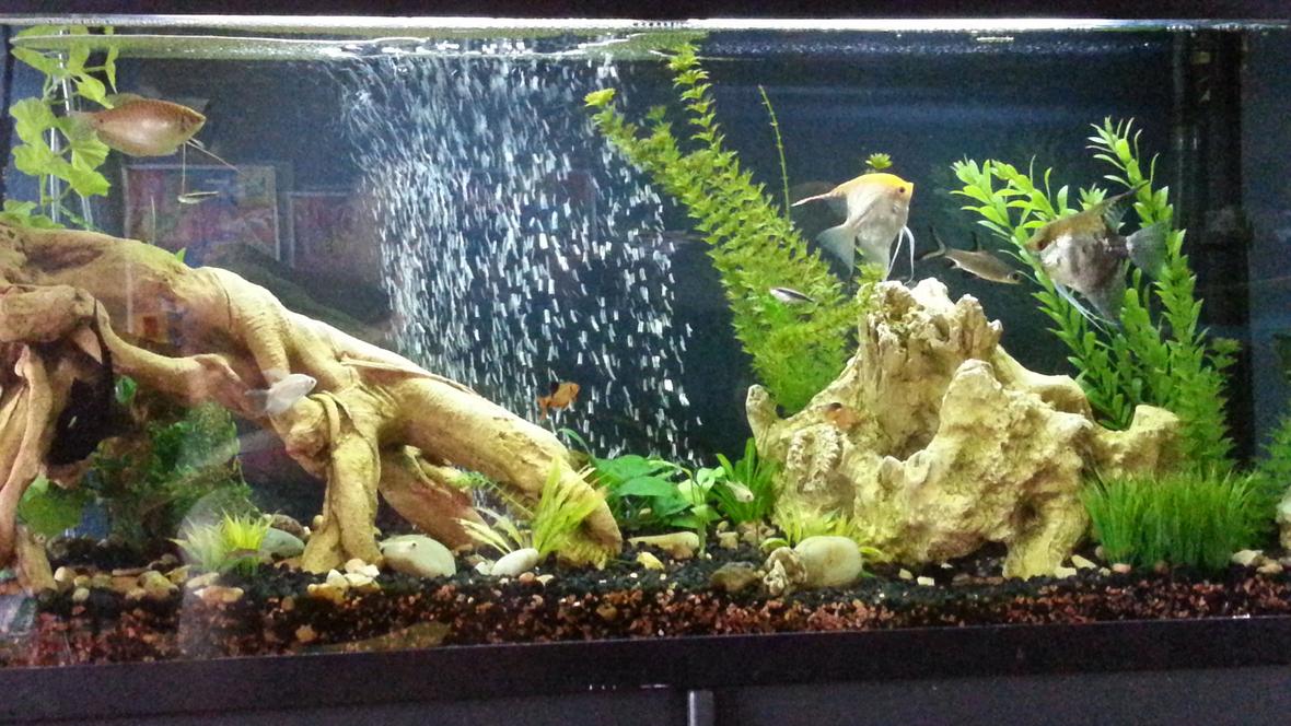 55 gallons planted tank (mostly live plants and fish) - 55 gallon fresh water live plants