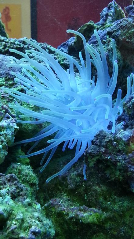 corals inverts - condylactis sp. - haitian reef anemone stocking in 55 gallons tank - Haitian pink tip anemone