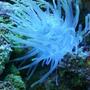 corals inverts - condylactis sp. - haitian reef anemone stocking in 55 gallons tank - Haitian pink tip anemone
