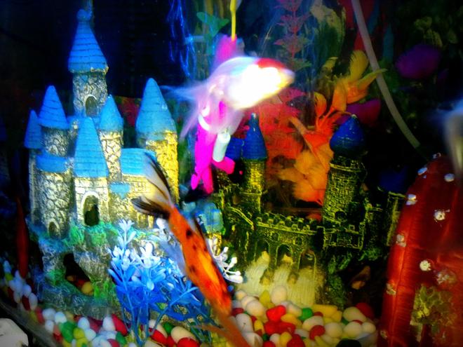 freshwater fish - carassius auratus - red cap oranda goldfish stocking in 30 gallons tank - red cap