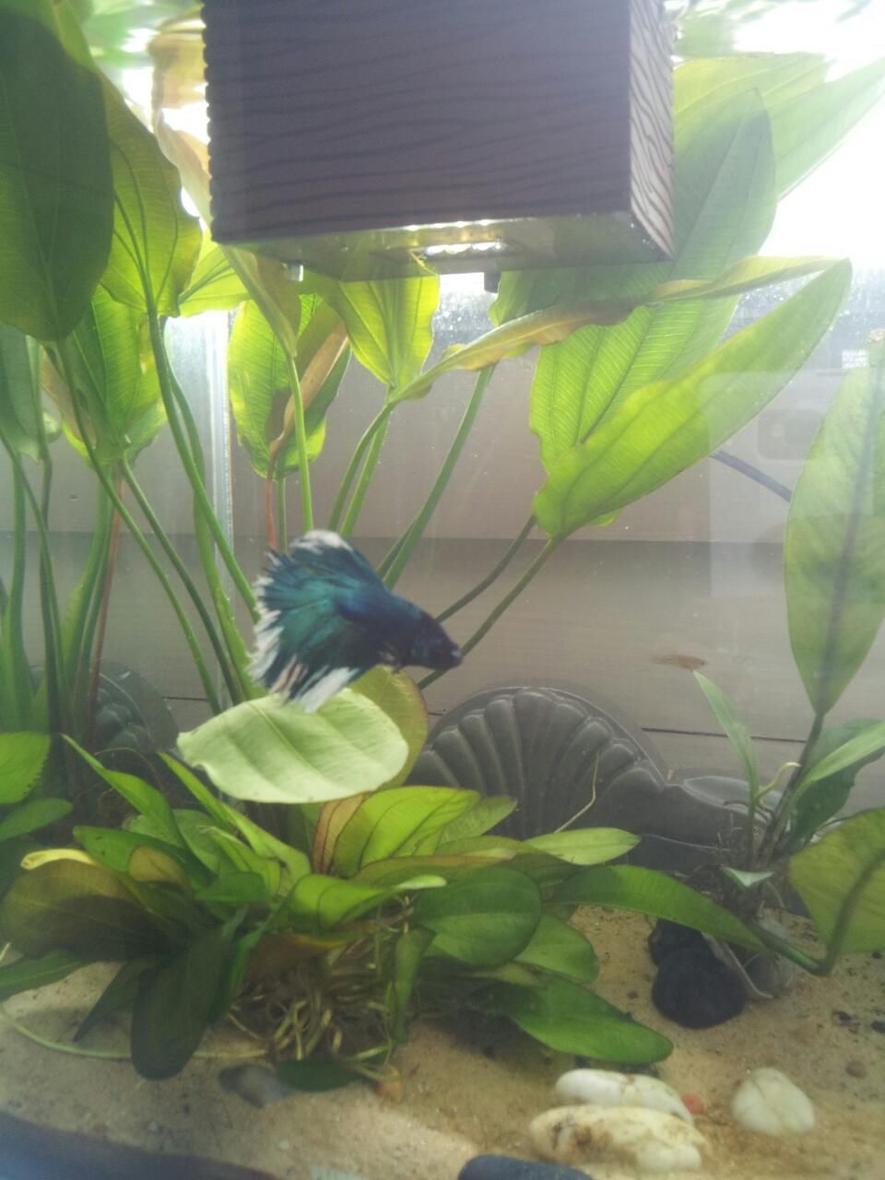 Rated #102: Planted Tank - 5 Gallon Fluval Chi. Home to a Halfmoon betta, 3 Otos, 2 Endlers, 1 Ghost Shrimp and 1 Assassin Snail.
Sand and live plants. Plants: Anubis, Melon Sword, Unknown Sword. Natural light.