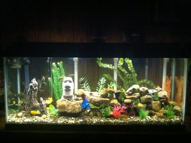 55 gallons freshwater fish tank (mostly fish and non-living decorations) - New layout on my 55gal. African cichlid tank