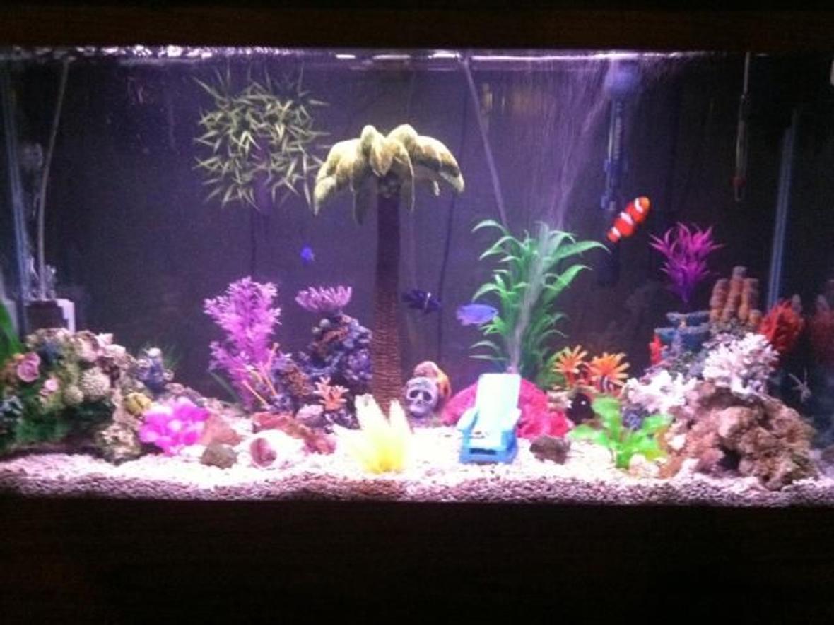 55 gallons reef tank (mostly live coral and fish) - 40gal. Salt water tank. Assorted damsels fish a clown fish cardnel fish a few turbo snail. Some live rock and coal lots of fake plants. Magnum 350 filter and a power head and a100 watt submersible heater.