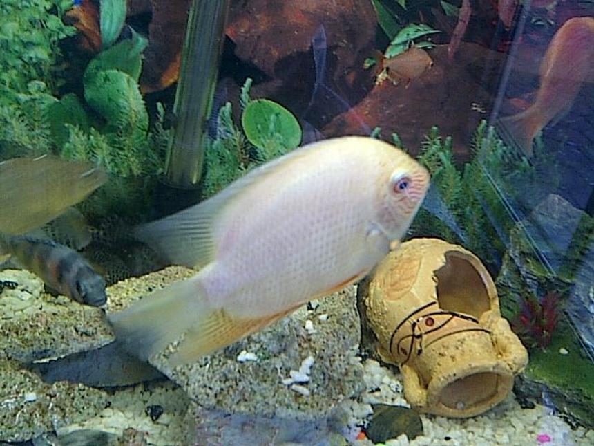 Rated #13: Freshwater Fish - Heros Serverus - Gold Severum Stocking In 40 Gallons Tank - My Golden Severum