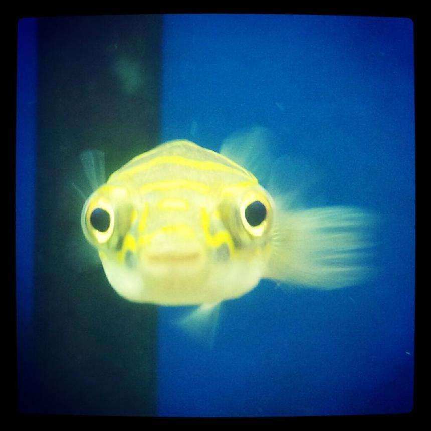 Rated #334: Freshwater Fish - Tetraodon Biocellatus - Figure 8 Puffer - Well, technically its a brackish fish.... So not sure where to put this. 
Figure Eight Puffer Fish.