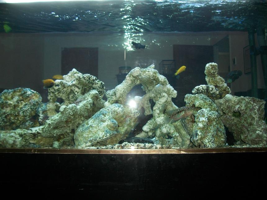 Rated #2314: 155 Gallons Freshwater Fish Tank - 155g mixed cichlid tank