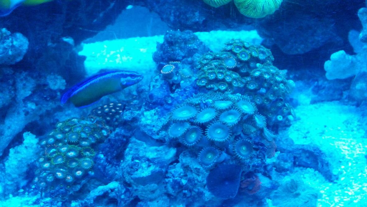 corals inverts - zoanthus sp. - colony polyp, orange/green stocking in 72 gallons tank - Dottyback looking at her Garden