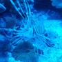 saltwater fish - pterois volitans - volitan lionfish, colored stocking in 72 gallons tank - Baby Lion