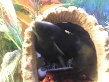 freshwater fish - apteronotus albifrons - black ghost knifefish stocking in 70 gallons tank - My black knife ghost fish 