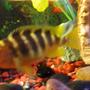 freshwater fish - pseudotropheus crabro - bumblebee cichlid stocking in 70 gallons tank - Bumble bee cichlid "bumble bee"