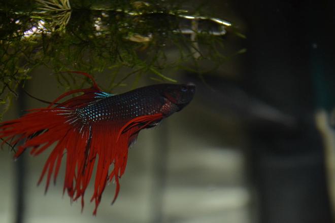 freshwater fish - betta splendens - crown tail betta stocking in 120 gallons tank - clown tail fighter fish/beta
