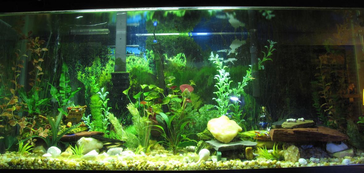 55 gallons freshwater fish tank (mostly fish and non-living decorations) - This is my 55gal freshwater.