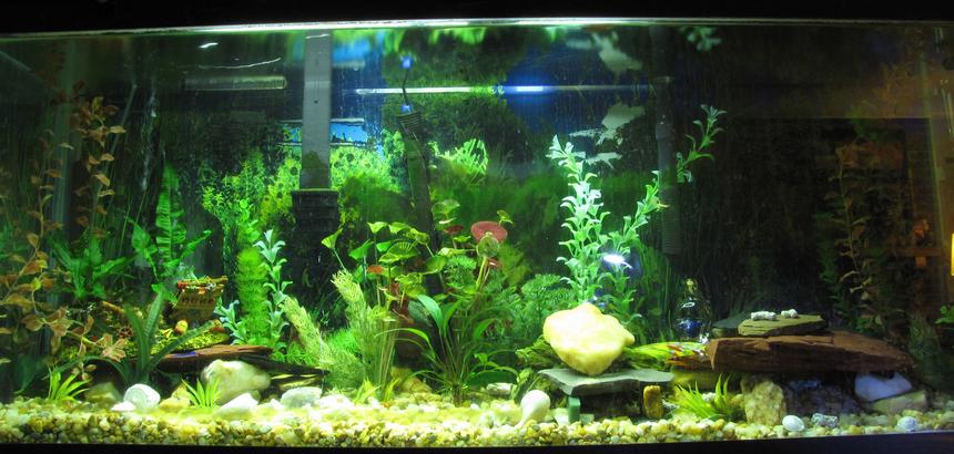Rated #75: 55 Gallons Freshwater Fish Tank - This is my 55gal freshwater.