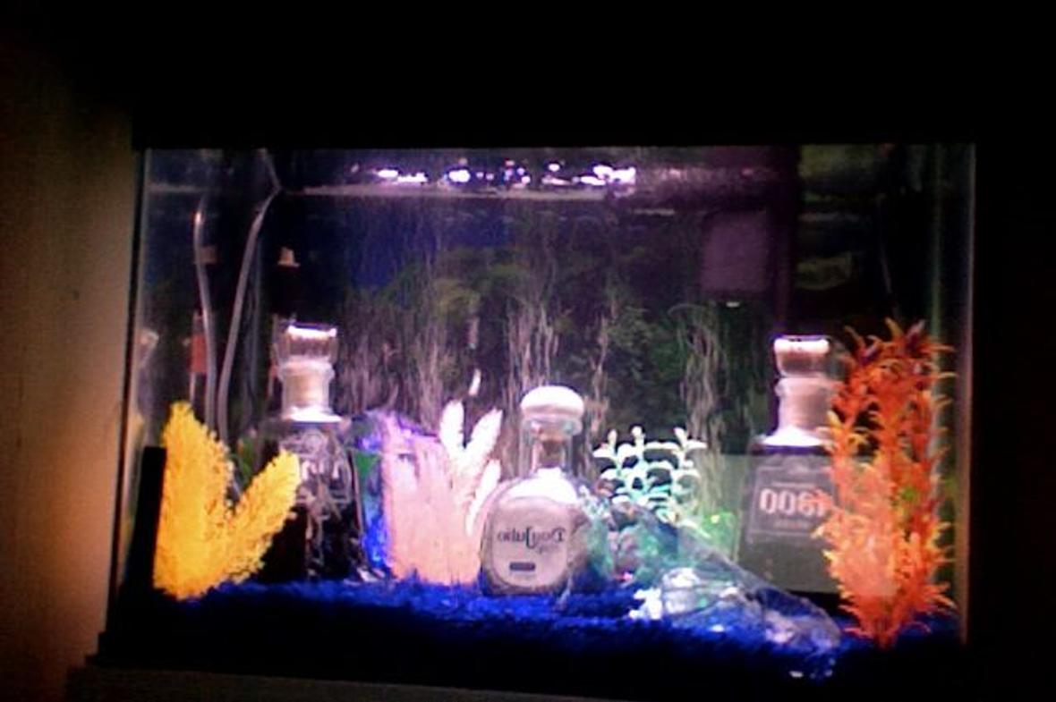 30 gallons freshwater fish tank (mostly fish and non-living decorations) - adding fish soon what do u suggest i put in here