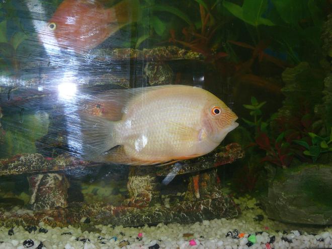 freshwater fish - heros serverus - gold severum stocking in 40 gallons tank - Golden Deacon