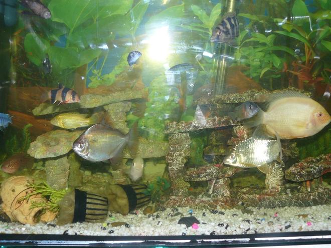 freshwater fish - heros serverus - gold severum stocking in 40 gallons tank