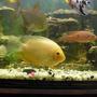 freshwater fish - heros serverus - gold severum stocking in 40 gallons tank