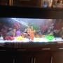 90 gallons freshwater fish tank (mostly fish and non-living decorations)