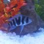 freshwater fish - cyphotilapia frontosa - frontosa cichlid stocking in 90 gallons tank