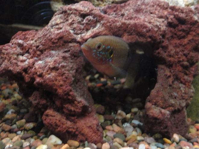 freshwater fish - hemichromis bimaculatus - jewel cichlid stocking in 90 gallons tank - Jewel fish.
