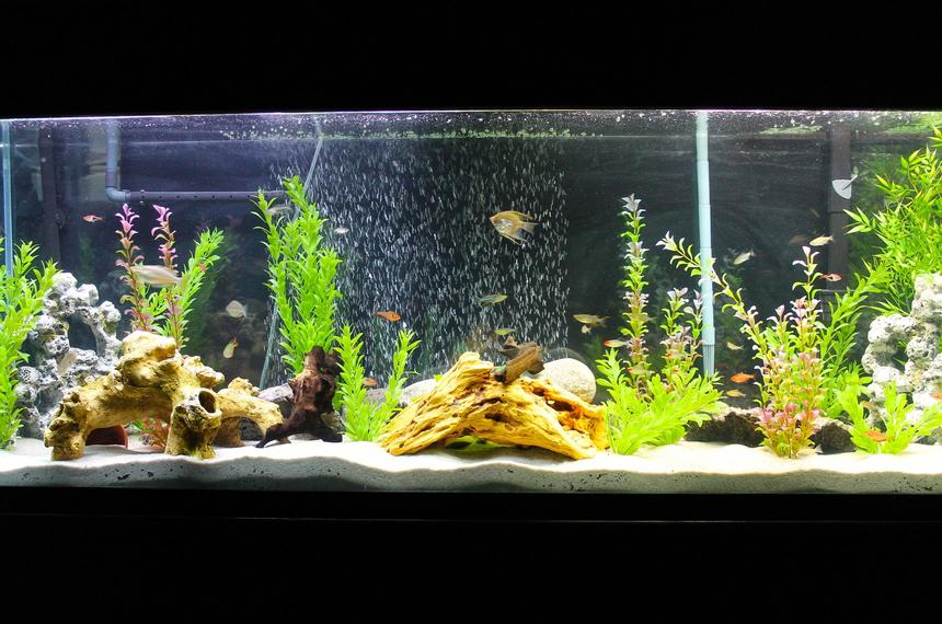 Rated #62: 135 Gallons Freshwater Fish Tank - My 135 gallon freshwater setup